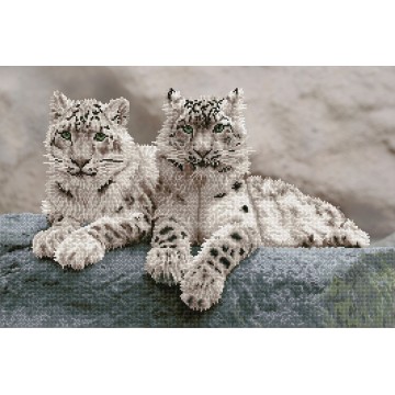 Snow Leopards, Hemis National Park, Kashmir, India