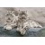 Snow Leopards, Hemis National Park, Kashmir, India