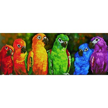 Rainbow Parrots Rainbow Parrots