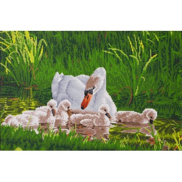 Mother Swan &amp; Signets