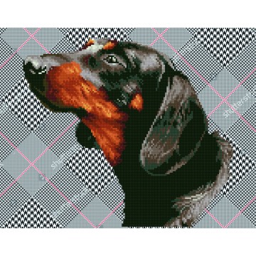 Noble Dachsie Noble Dachsie