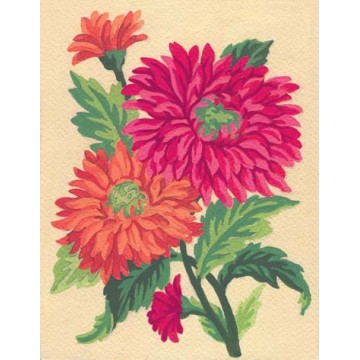 Orange Daisies