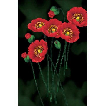 Red Poppies on Black