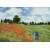 Poppy fields (apres Monet)